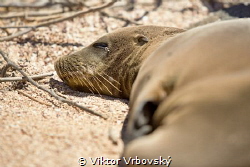 Sleepyhead Sea Lion (Isla Seymour Norte, Galápagos) by Viktor Vrbovský 
